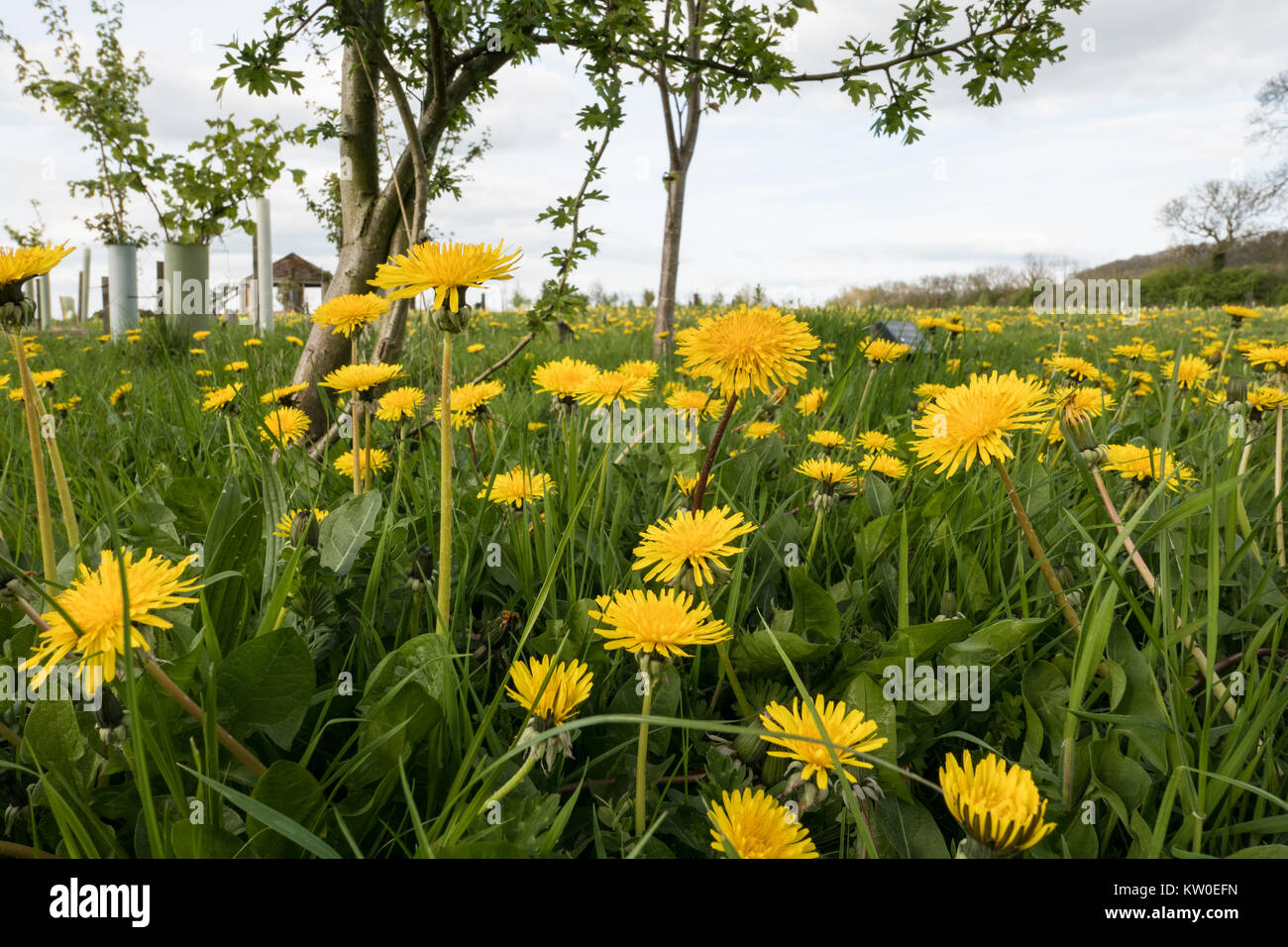Dandelions in flower Stock Photo
