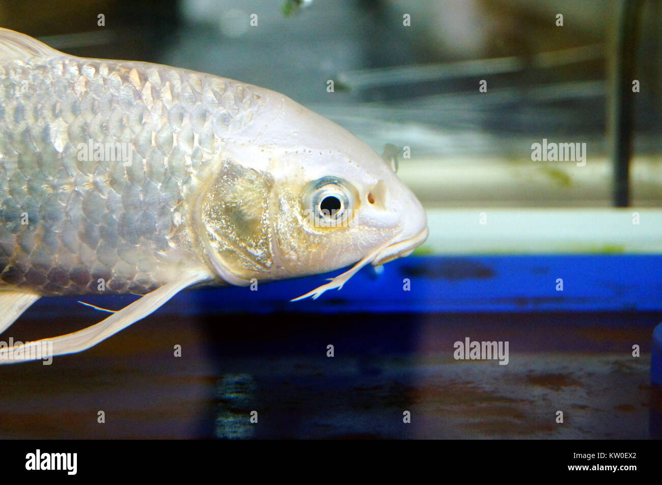 Underwater view of fish in fishtank Stock Photo - Alamy