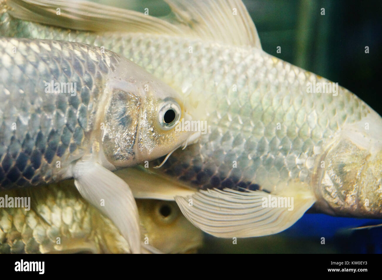 Underwater view of fish in fishtank Stock Photo - Alamy
