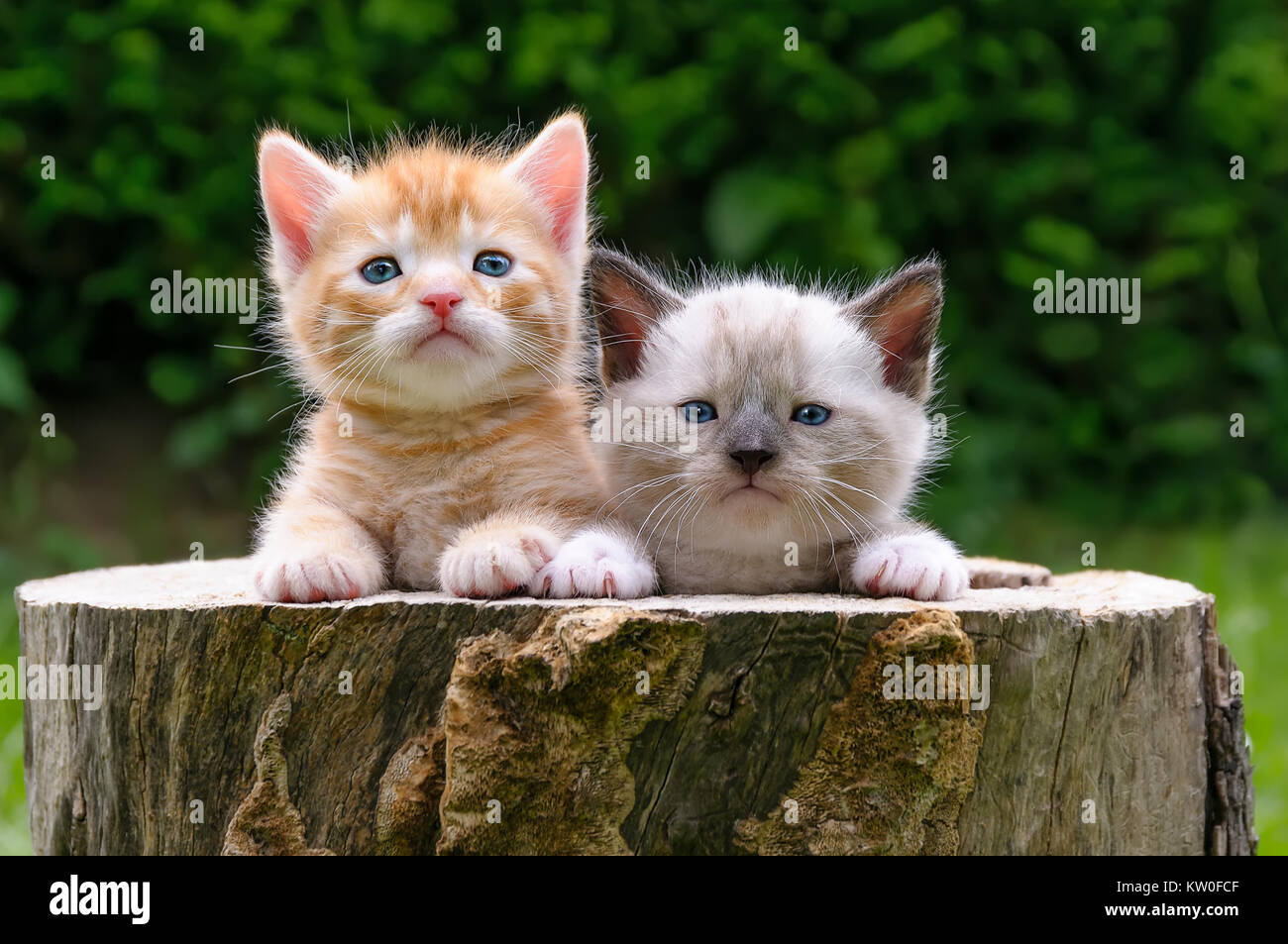 Two cute baby cat kittens side by side watching curiously in a hollowed tree log in a garden, Germany Stock Photo