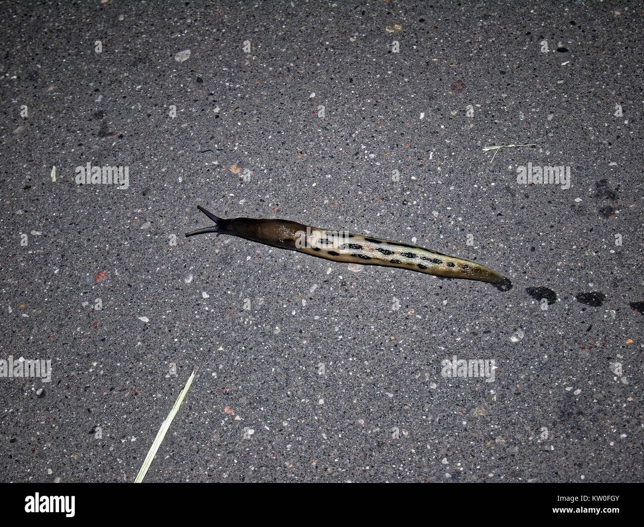 a snail without the shell on the pavement, Moscow Stock Photo