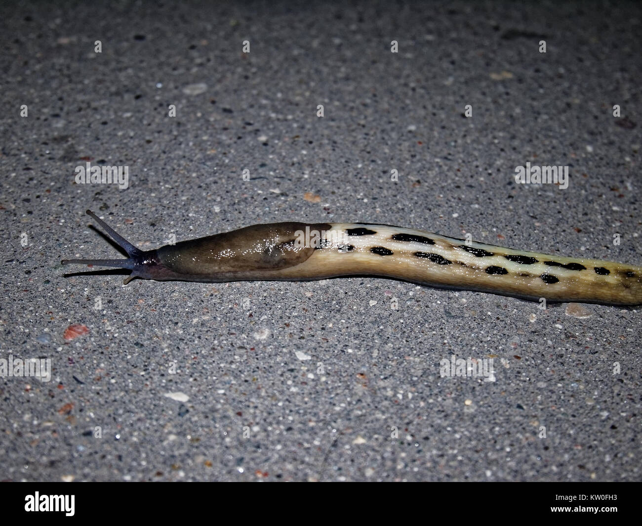 a snail without the shell on the pavement, Moscow Stock Photo