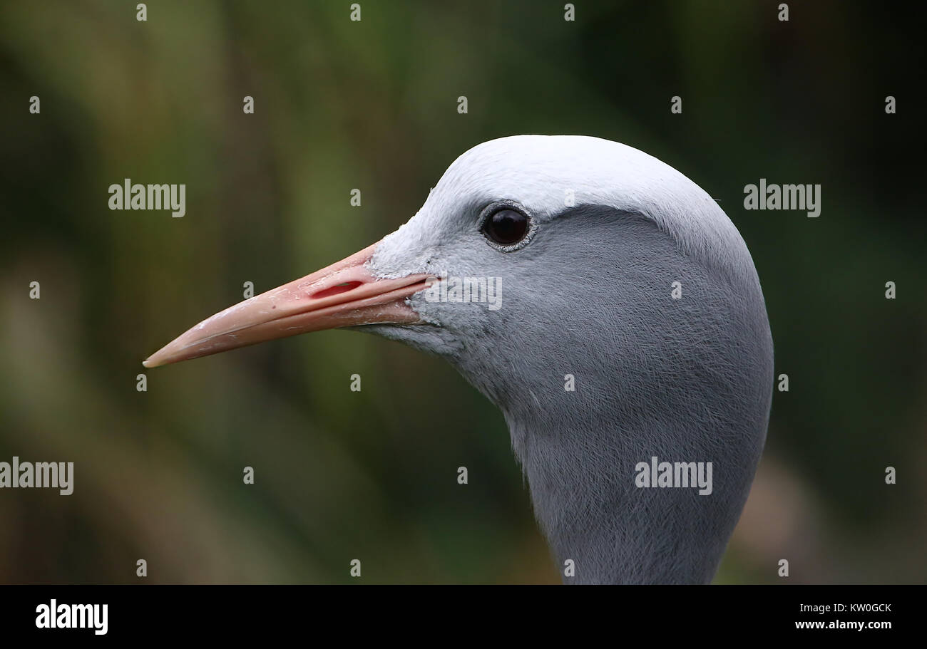 Closeup of the head of a South African Blue Crane (Grus paradisea, Anthropoides paradisea), a.k.a. Paradise or Stanley crane. Stock Photo