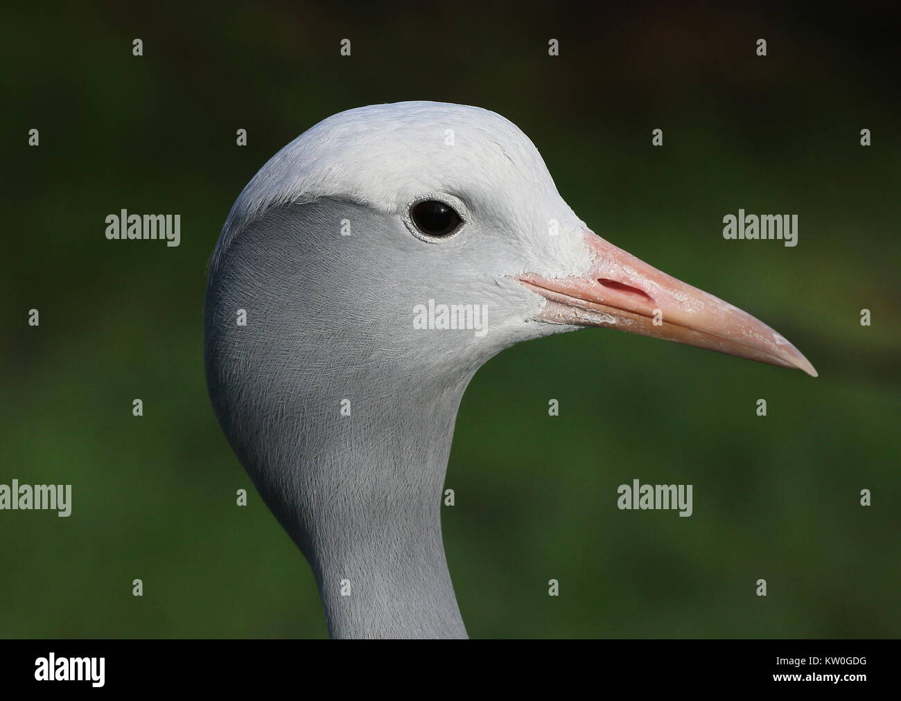 Closeup of the head of a South African Blue Crane (Grus paradisea, Anthropoides paradisea), a.k.a. Paradise or Stanley crane. Stock Photo