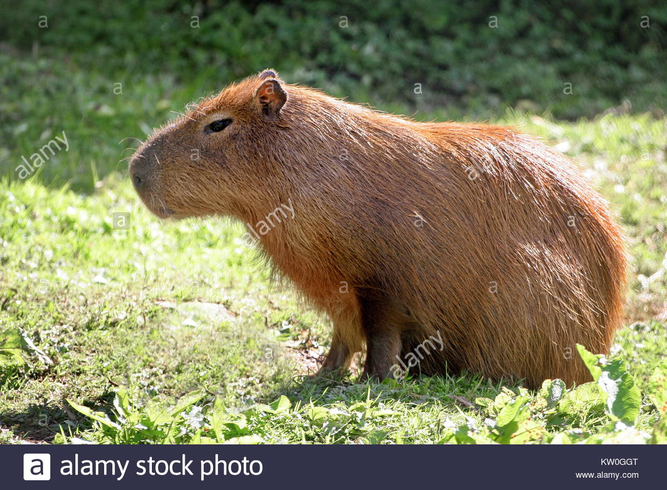 Giant Hog Stock Photos & Giant Hog Stock Images Alamy