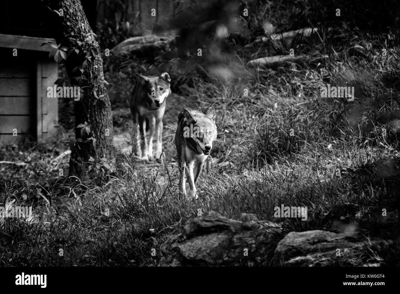 Two red wolves (Canis rufus), part of the Species Survival Plan, walk