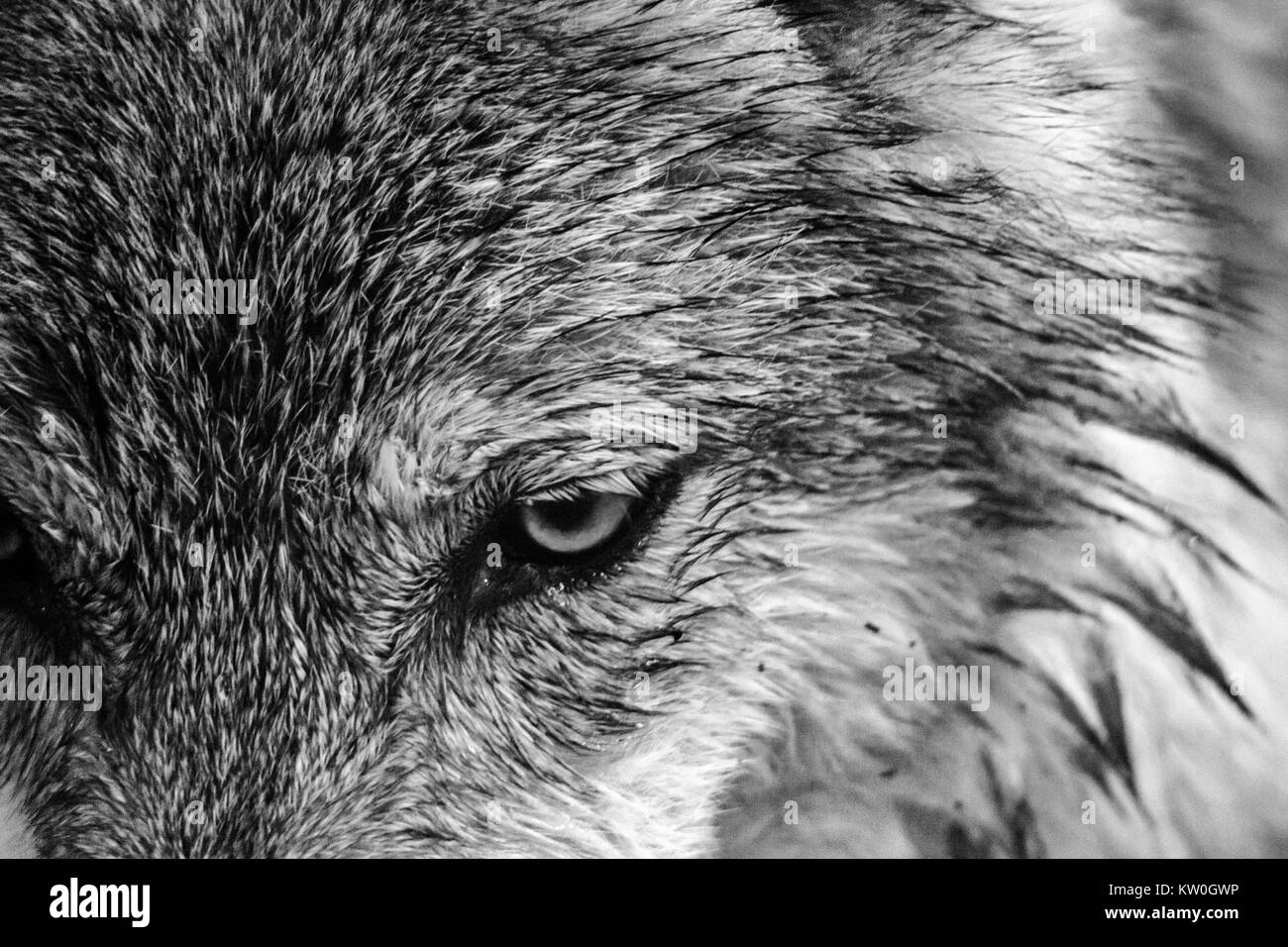 closeup of a grey wolf (Canis lupus) at the Western North Carolina