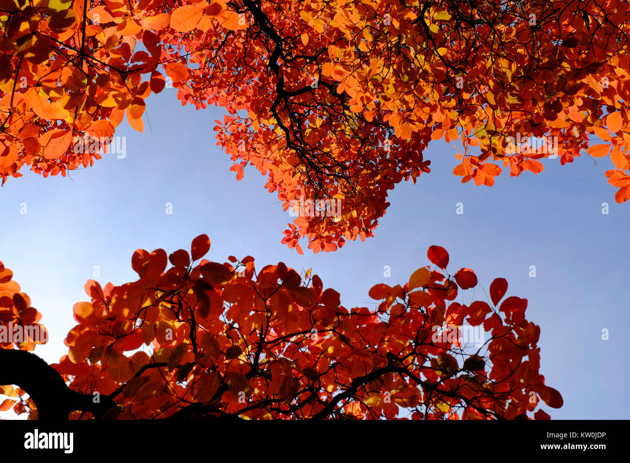 Europe, UK, England, London, Kew Gardens autumn smoke tree Stock Photo