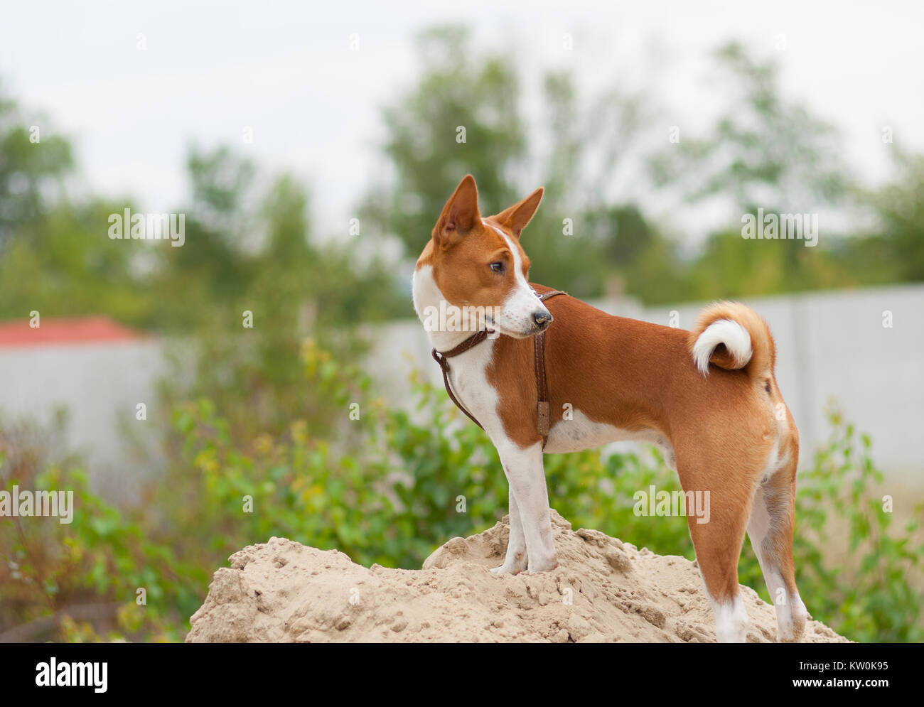 Basenji dog standing on a heap of sand and looking back Stock Photo