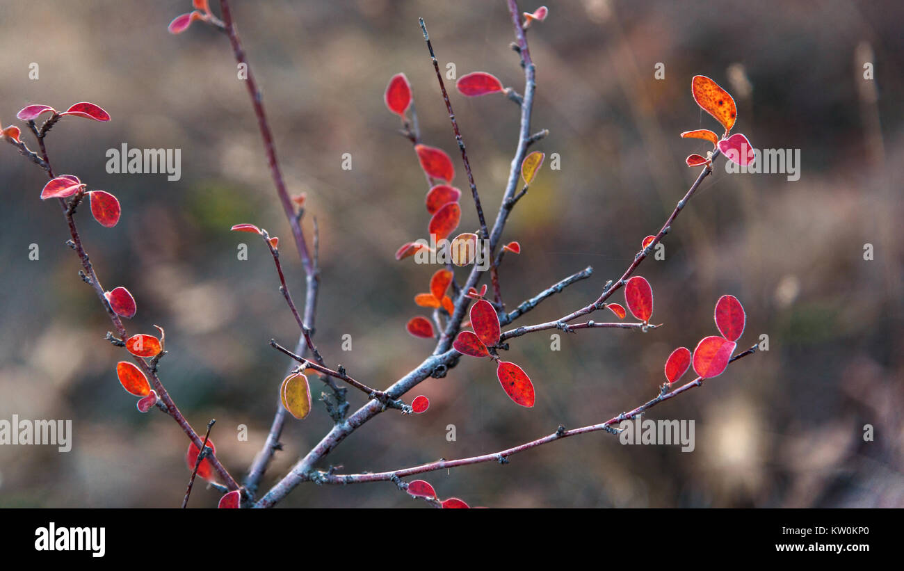 Barberry (Berberis vulgaris) branch with colorful autumn leaves closeup Stock Photo