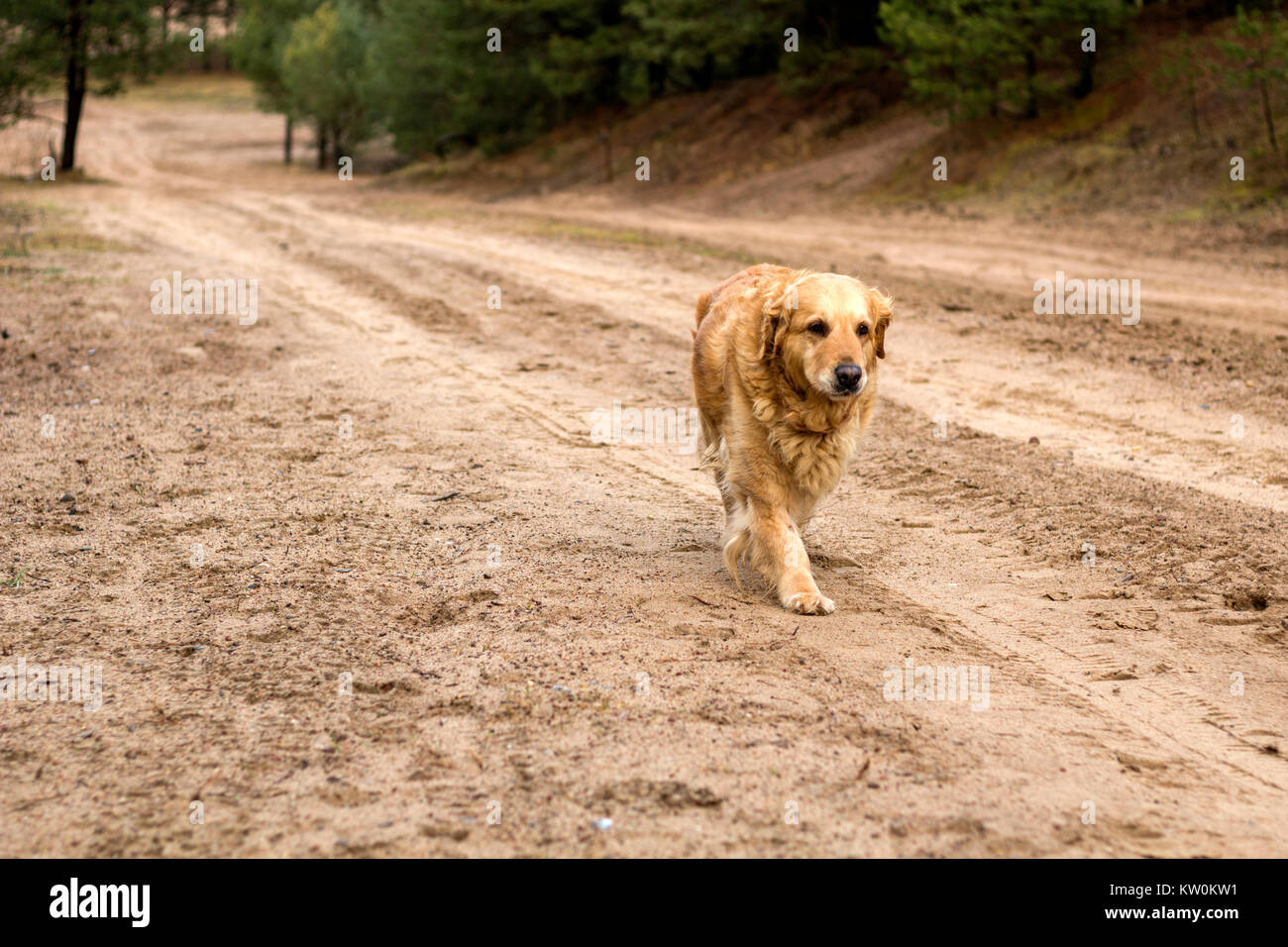 golden retriever dog outdoor portrait Stock Photo - Alamy