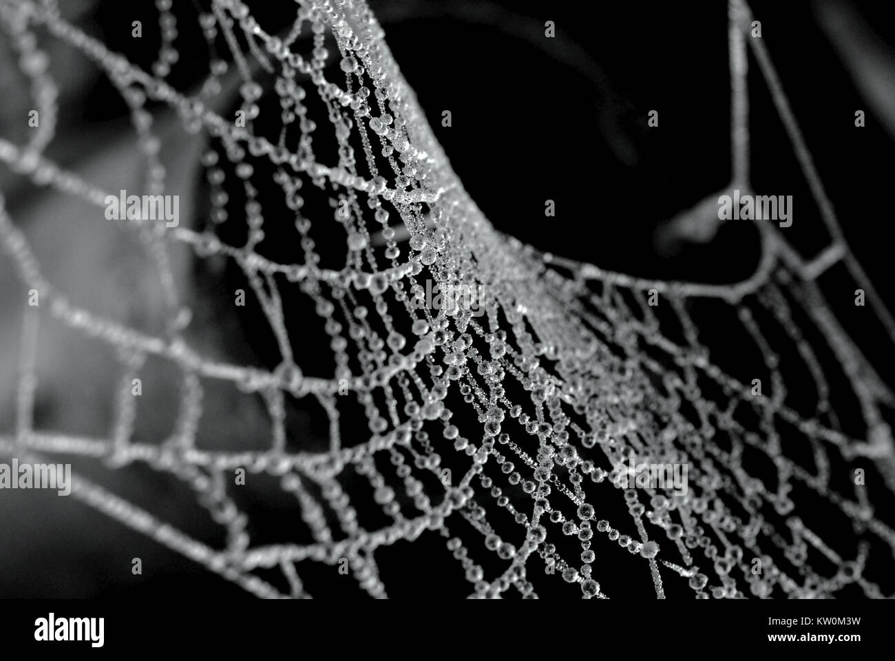 Frozen spider's web, Bury, England. Stock Photo