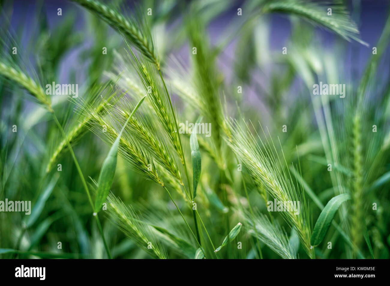 wild grass, moving in the wind, close up Stock Photo