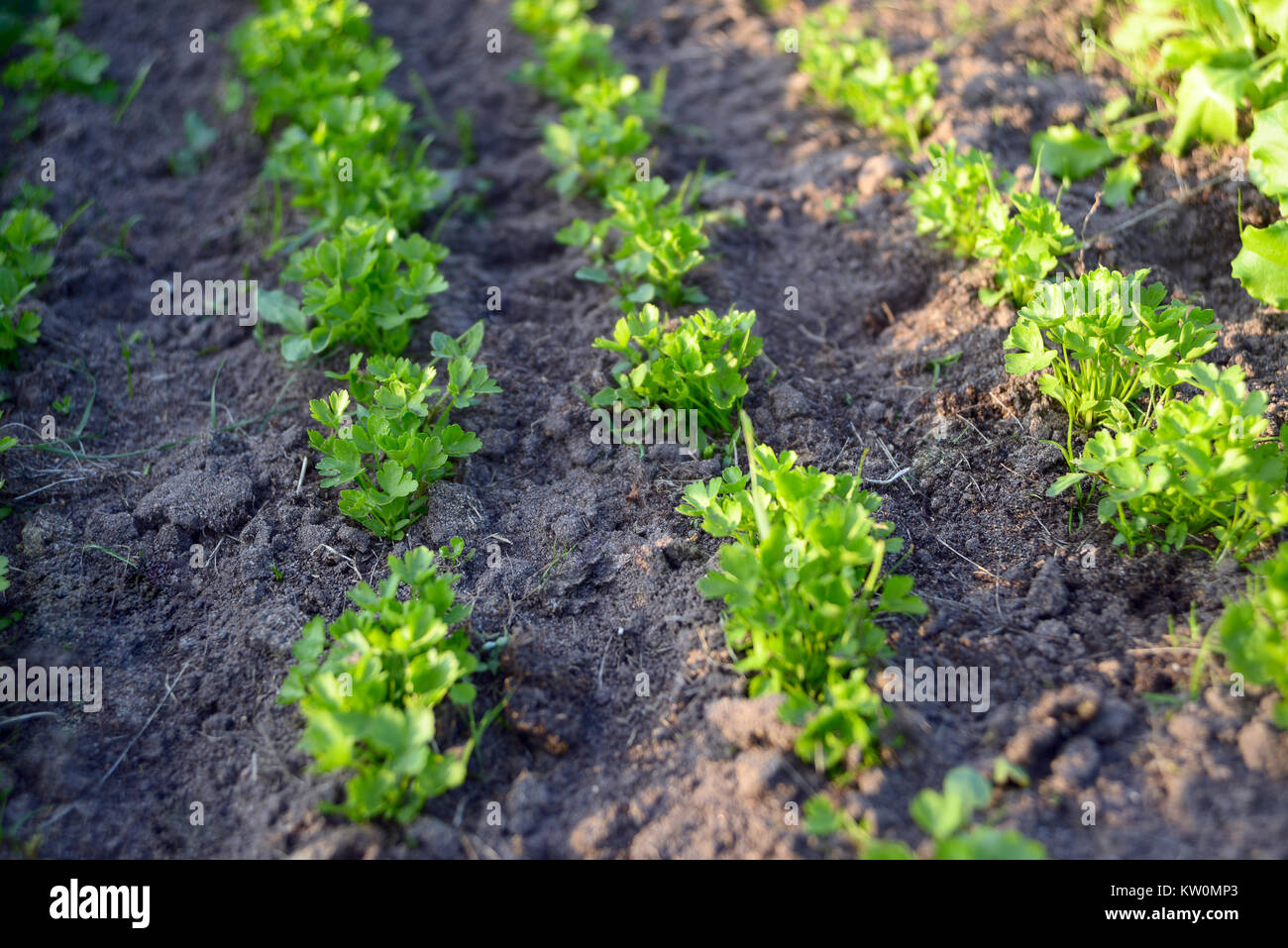 Young parsley grows on a  kitchen garden Stock Photo