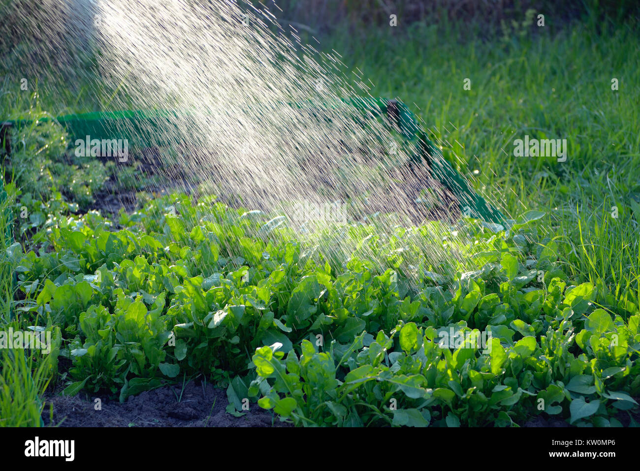 Streams of water fall on a bed with arugula Stock Photo