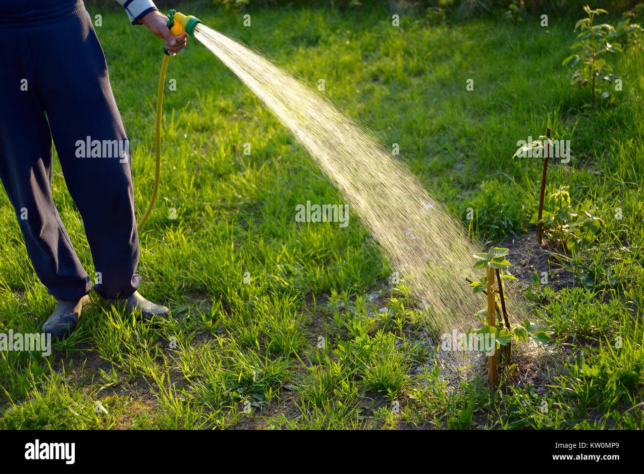 Watering with a hose with a spray of blackberry bushes Stock Photo