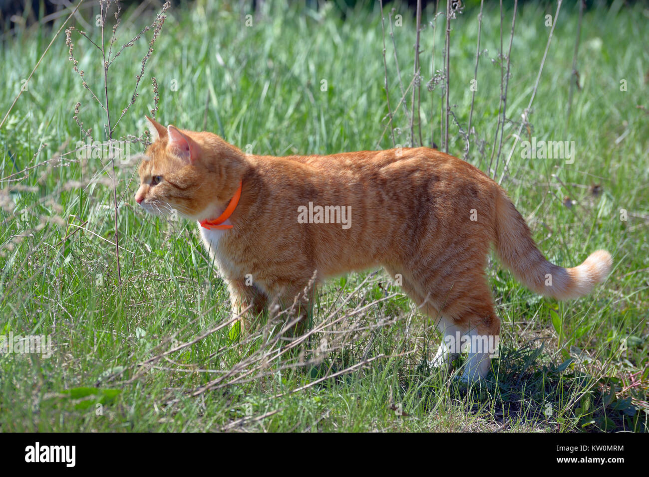 Standing in the grass red cat in a  orange pet collar Stock Photo