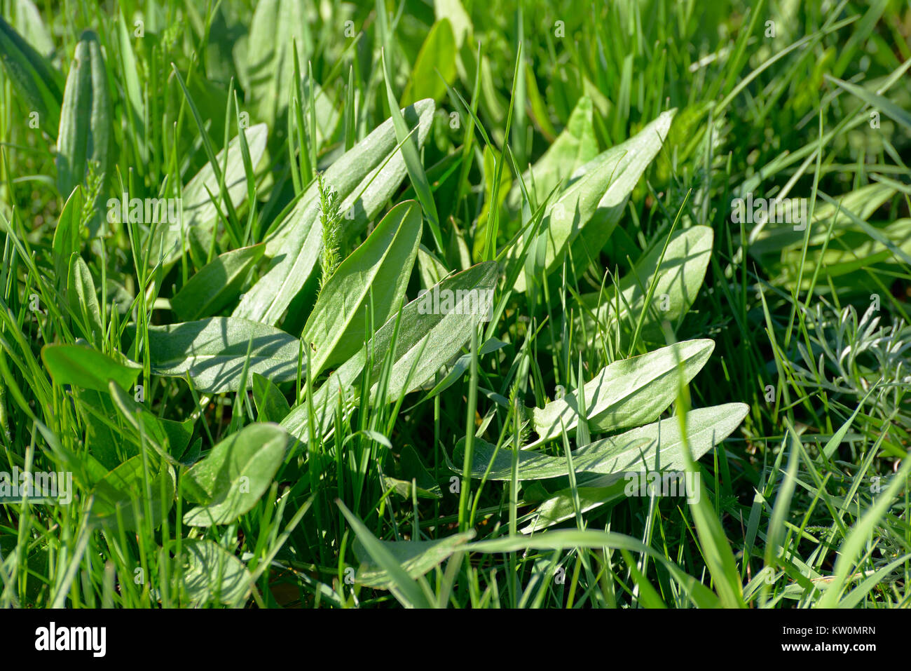 Sorrell Sorrel Plant Up Close High Resolution Stock Photography and Images - Alamy