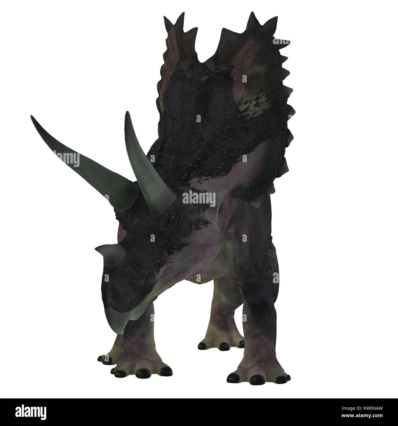Agujaceratops mariscalensis Cut Out Stock Images & Pictures Alamy