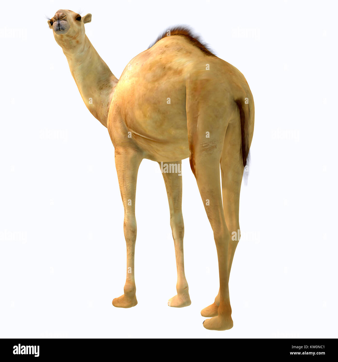 Camelops hesternus Tail - Camelops was a camel-type herbivorous animal that lived in North America during the Pleistocene Period. Stock Photo