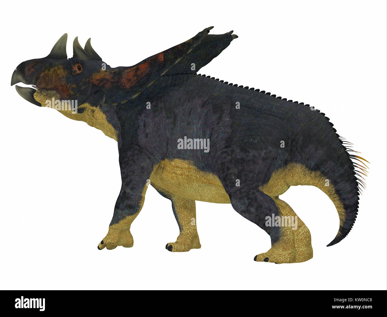 Chasmosaurus Dinosaur Tail - Chasmosaurus was a herbivorous ceratopsian dinosaur that lived in Alberta, Canada during the Cretaceous period. Stock Photo