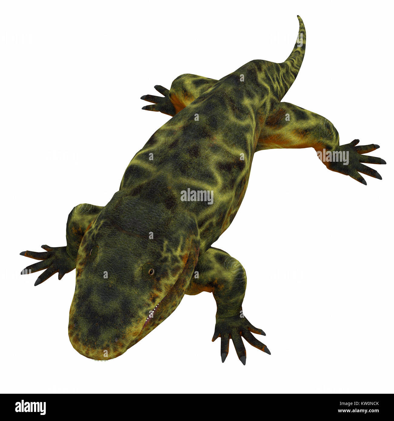 Eryops was an semi-aquatic ambush predator much like the modern crocodile and lived in Texas, New Mexico and the Eastern USA in the Permian Period. Stock Photo