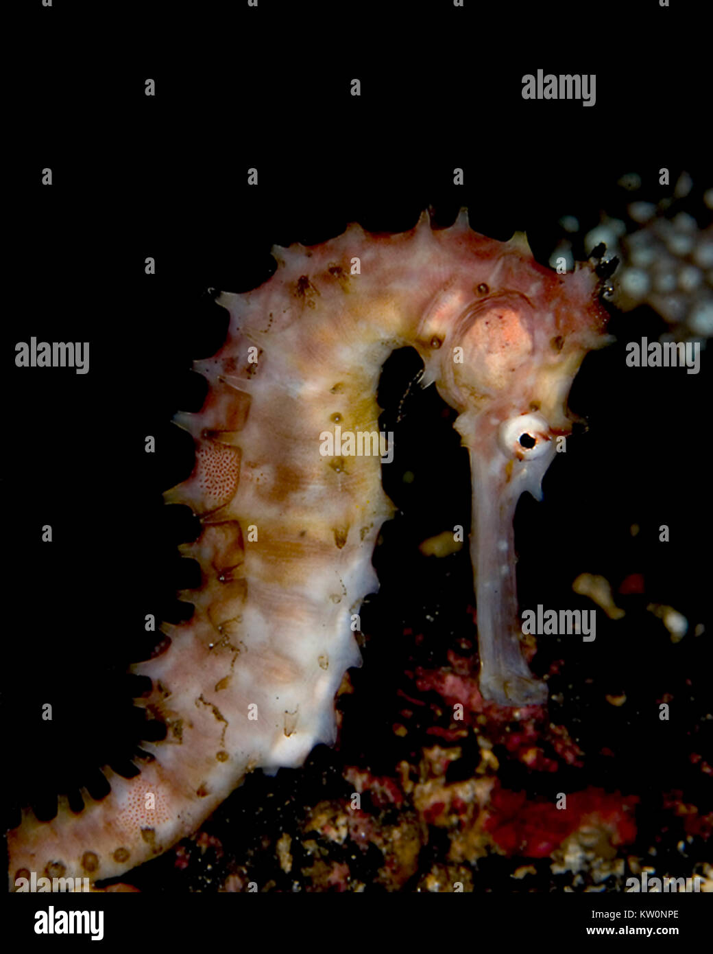VARIATION OF THE THORNY SEAHORSE (HIPPOCAMPUS HISTRIX) Stock Photo