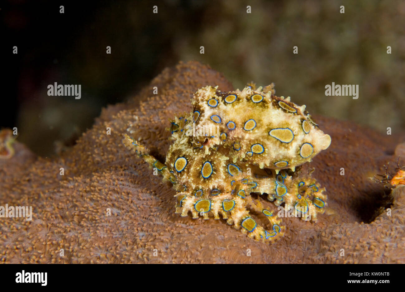 Blue Ringed Octopus Eating A Crab