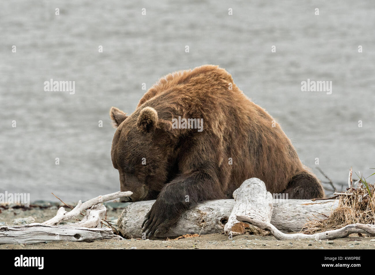 A brown bear sow rests on the beach along the Cook Inlet at the McNeil River State Game Sanctuary on the Katmai Peninsula, Alaska. The remote site is accessed only with a special permit and is the world’s largest seasonal population of grizzly bears in their natural environment. Stock Photo