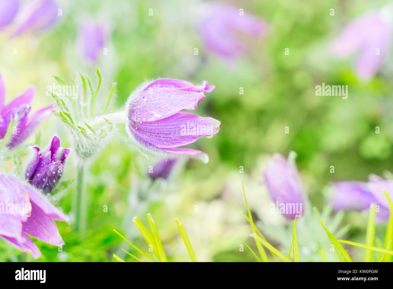 Spring Anemone flowers Stock Photo