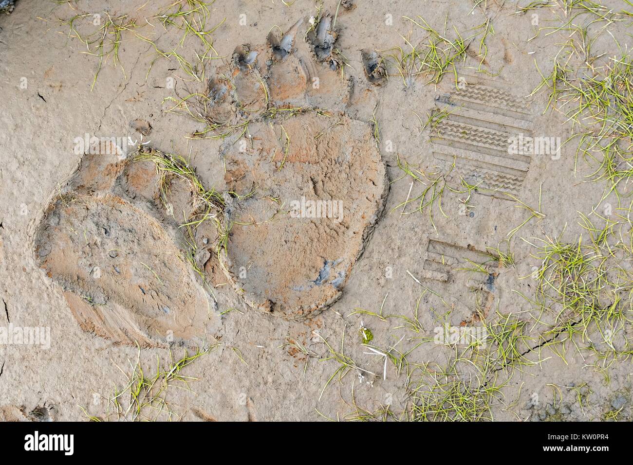 A brown bear pawprint in the mud next to a human boot mark at the McNeil River State Game Sanctuary on the Katmai Peninsula, Alaska. The remote site is accessed only with a special permit and is the world’s largest seasonal population of grizzly bears in their natural environment. Stock Photo