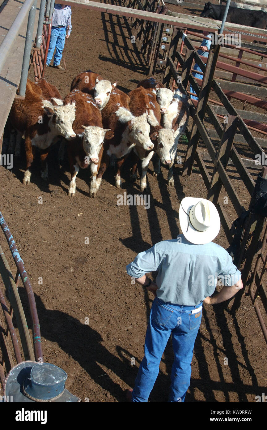 TOOWOOMBA, AUSTRALIA, circa 2009: Man organises cattle in pens for auctioning, circa 2009,  Toowoomba, Queensland, Australia. Stock Photo