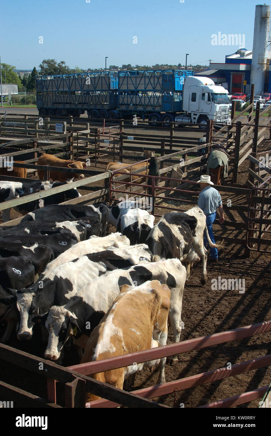 TOOWOOMBA, AUSTRALIA, circa 2009: Man organises cattle in pens for transport after auctioning, circa 2009,  Toowoomba, Queensland, Australia. Stock Photo