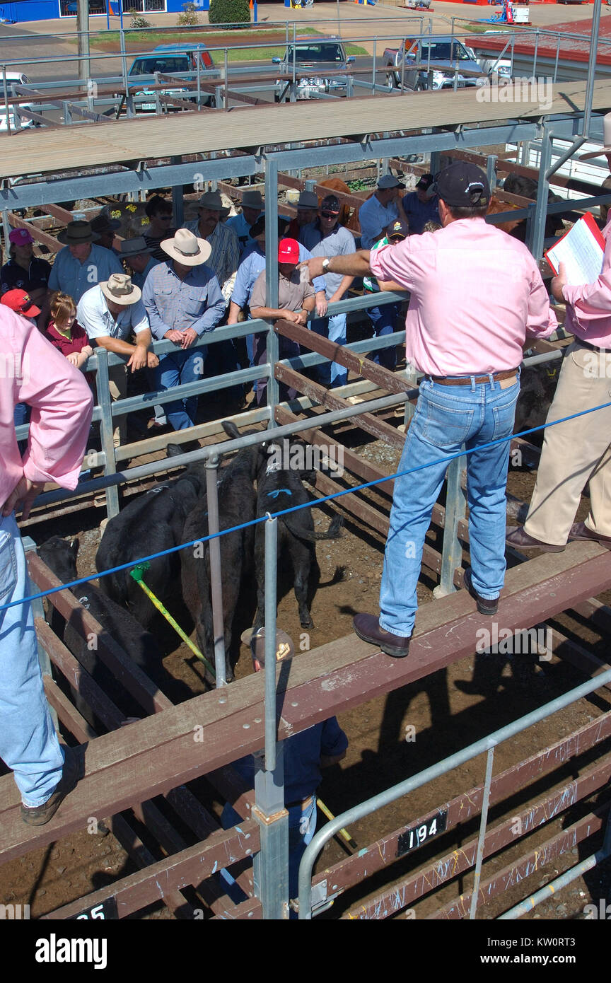 TOOWOOMBA, AUSTRALIA, circa 2009 Auctioneer calls out prices for beef