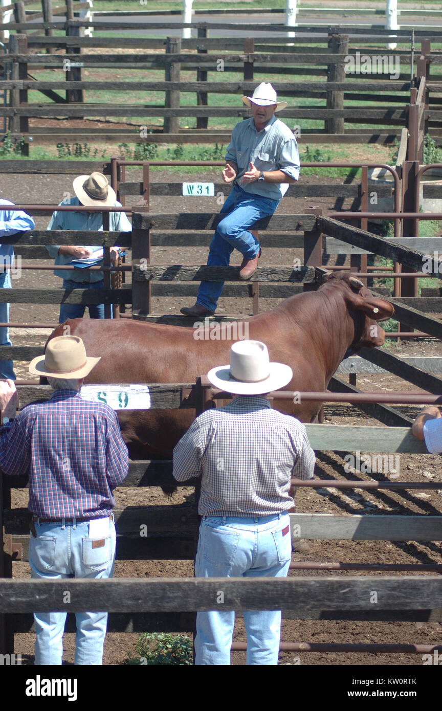TOOWOOMBA, AUSTRALIA, circa 2009 Auctioneer calls prices for cattle at