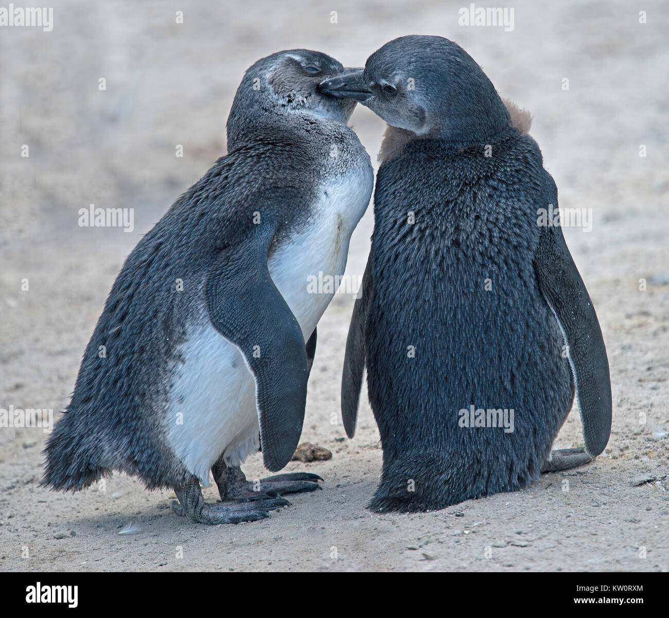 Penguins love hi-res stock photography and images - Alamy