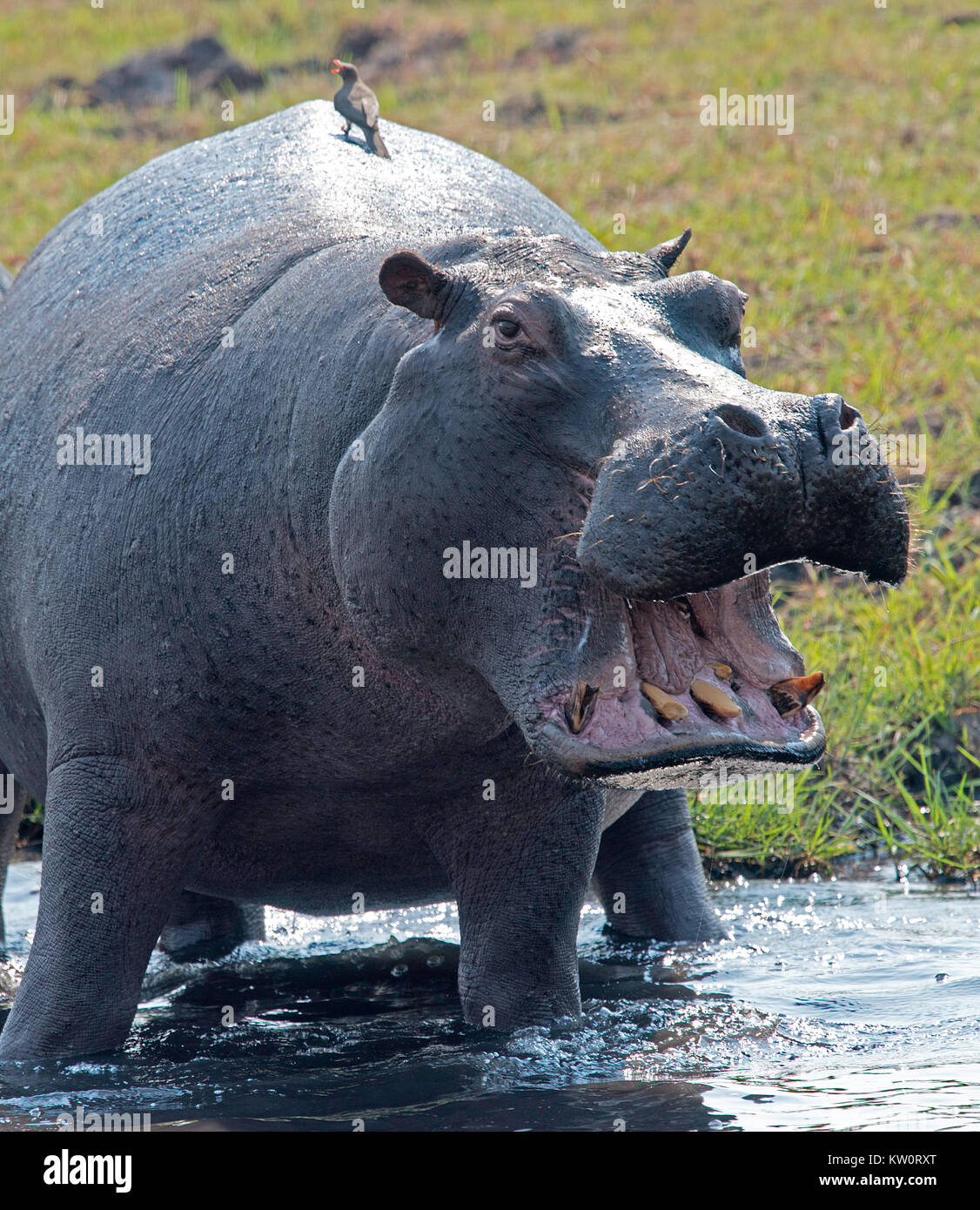 Мадагаскар 2 мото мото. Футболка с бегемотом мужская. Мужчина бегемот. Бегемот в море. Бегемот в майке.