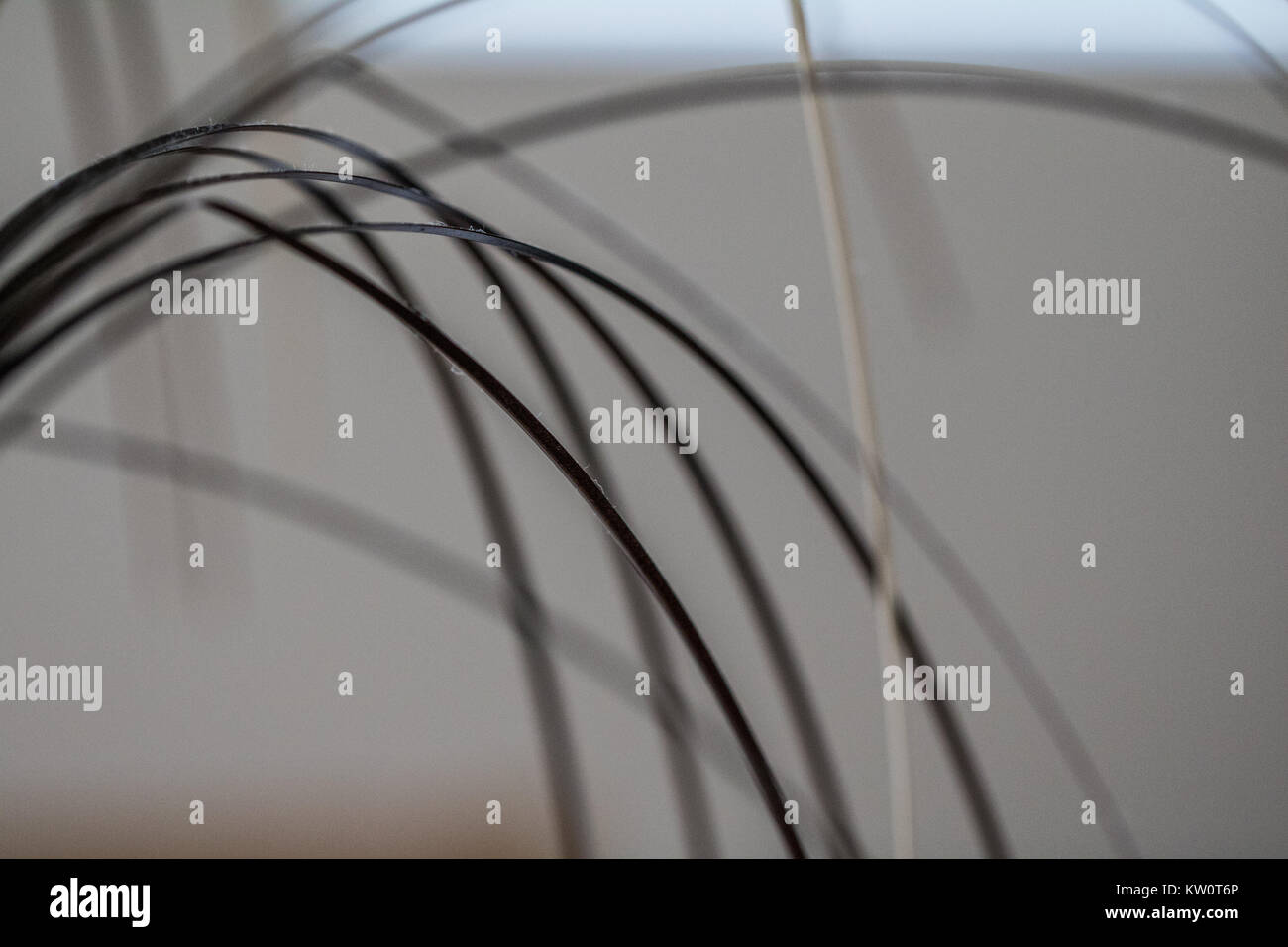 Abstract of grasses in a vase Stock Photo