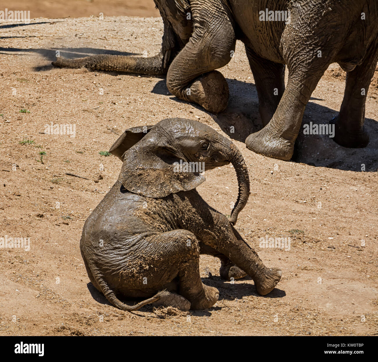 An Elephant calf rolls in the dust after a mud bath Stock Photo