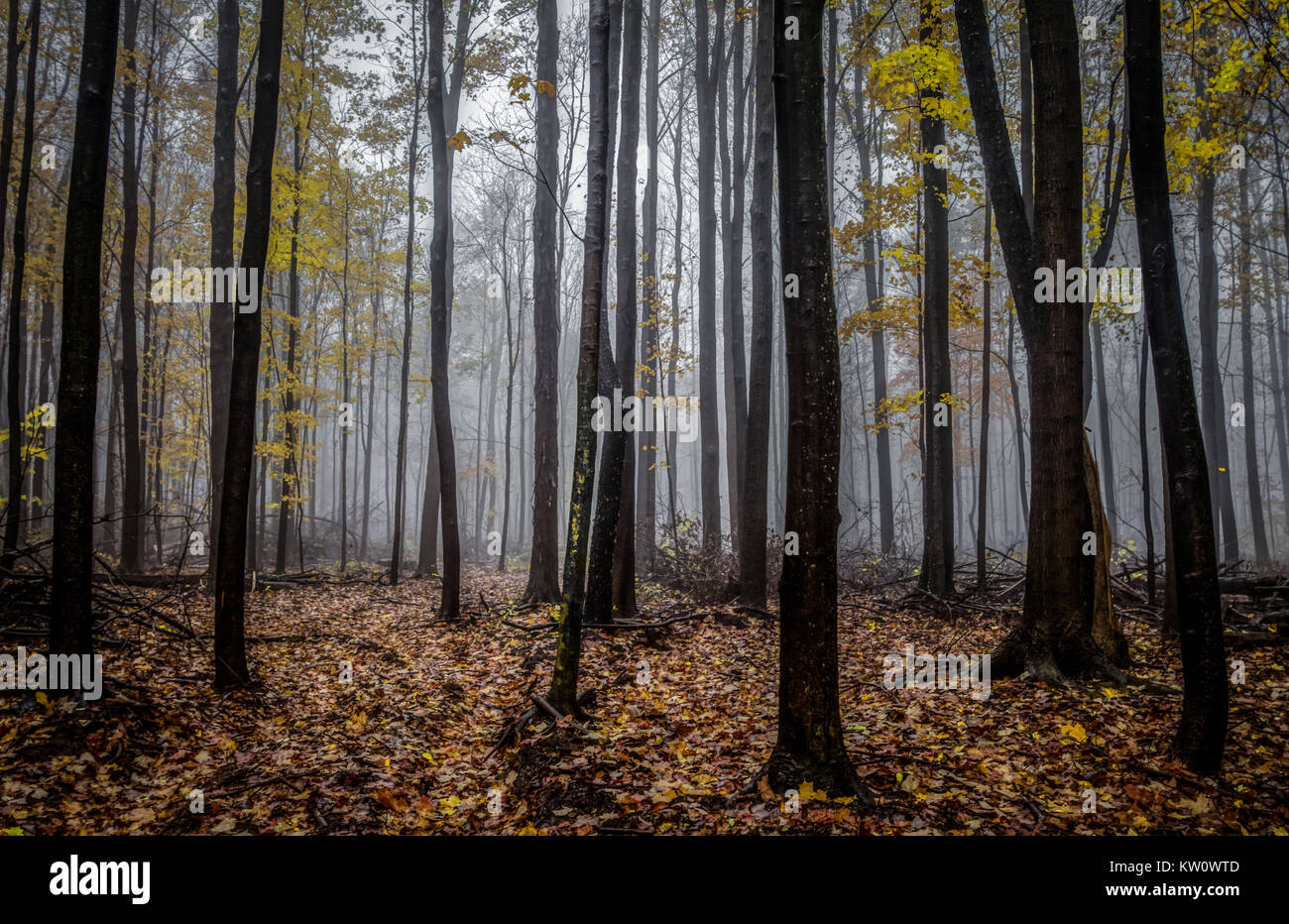Michigan Panoramic Autumn Forest Landscape. Dark foggy forest with vibrant and natural autumn forest panorama in the north woods of Michigan. Stock Photo