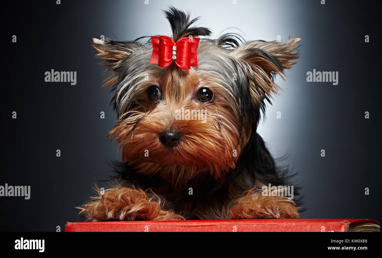 Cute Dog Haircut Stock Photos Cute Dog Haircut Stock Images