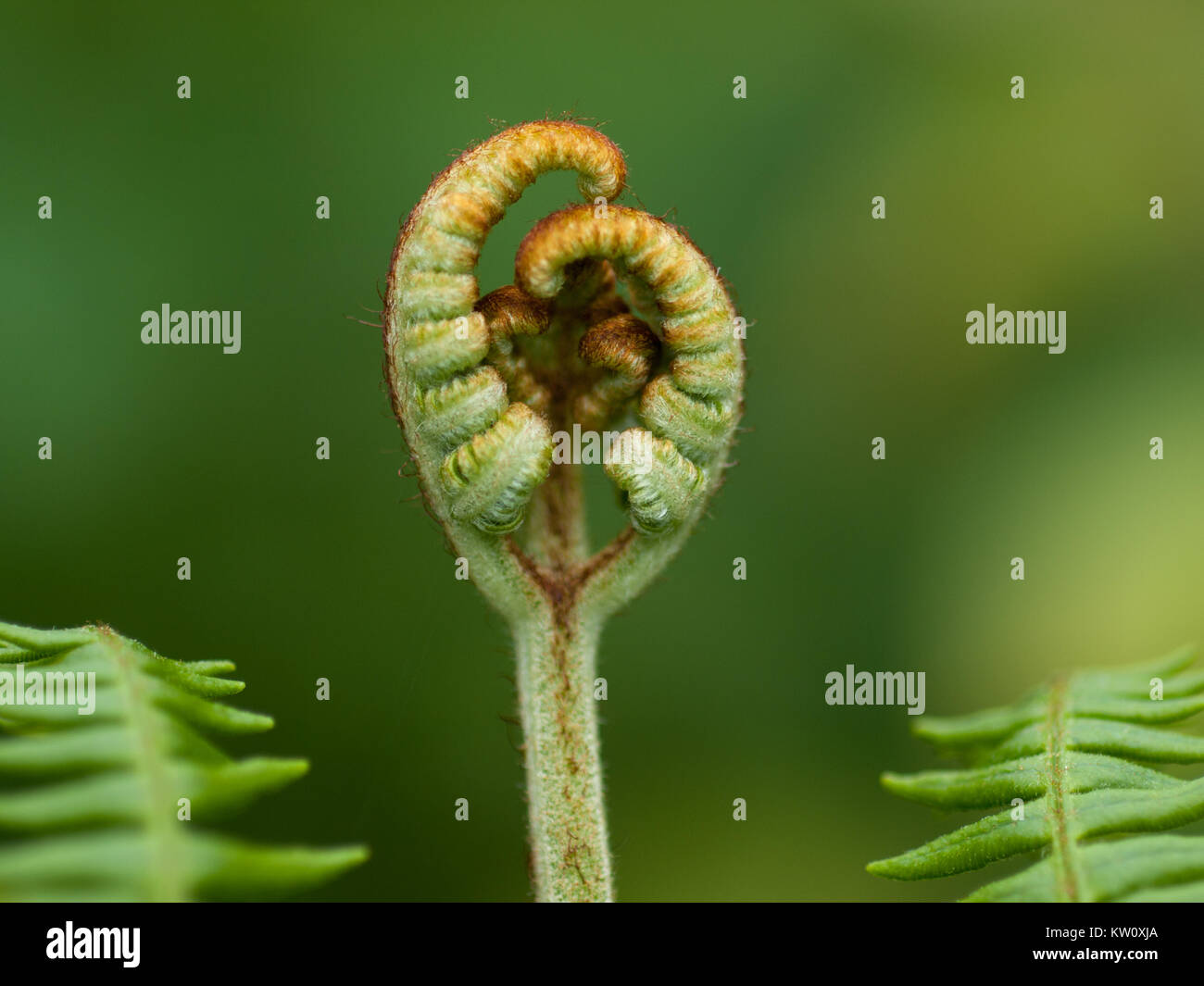 New upright growth of common bracken bud unfolding in spring Stock Photo
