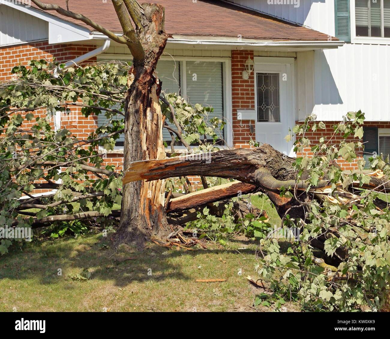 Fallen tree after a severe storm in a residential neighborhood Stock Photo