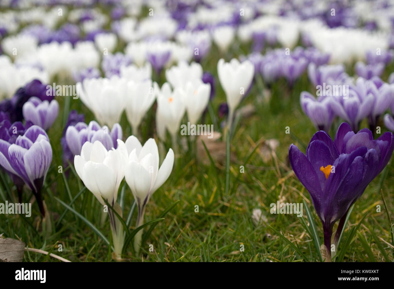 Crocus field hi-res stock photography and images - Alamy