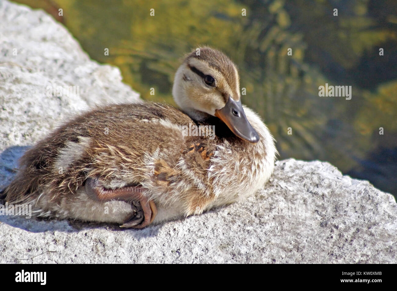 Baby Duck Resting On Rocky Ledge On Shoreline Stock Photo