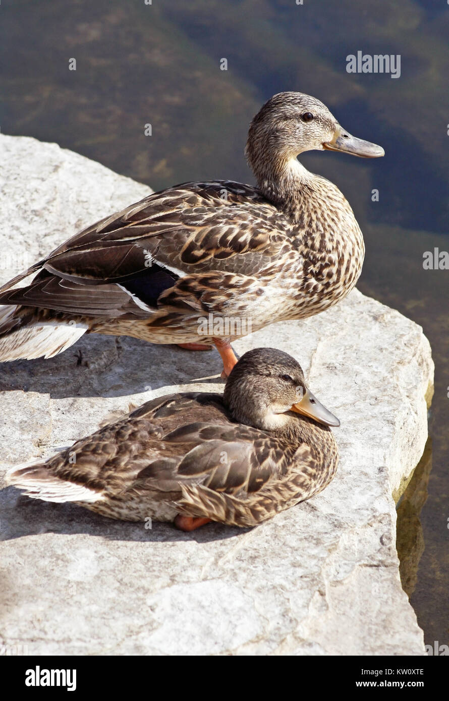 Mother Duck and Her Young - resting on rocky ledge along shoreline Stock Photo