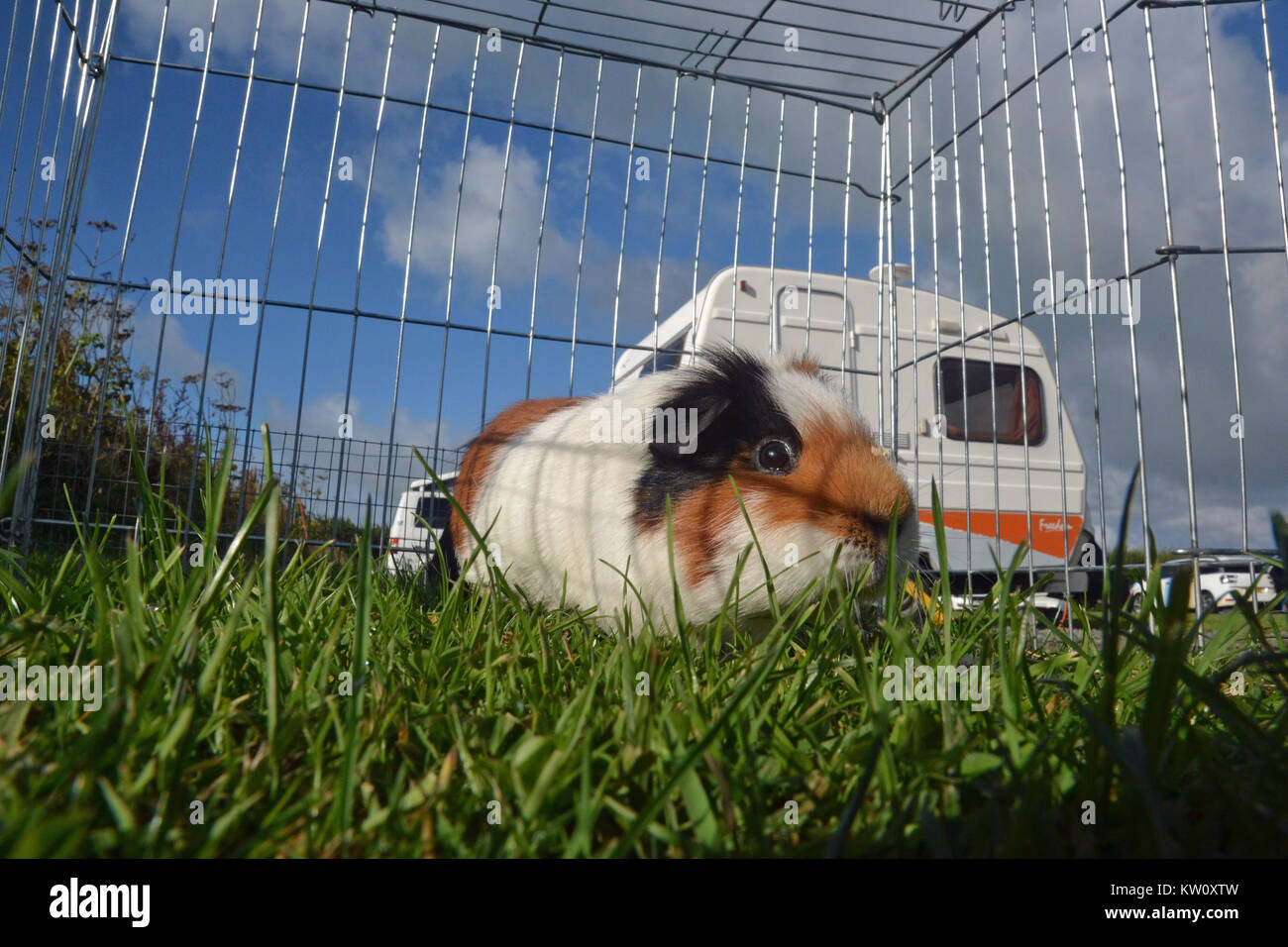 Guinea pig on a campsite in Cornwall, UK, caravan, camping. Stock Photo