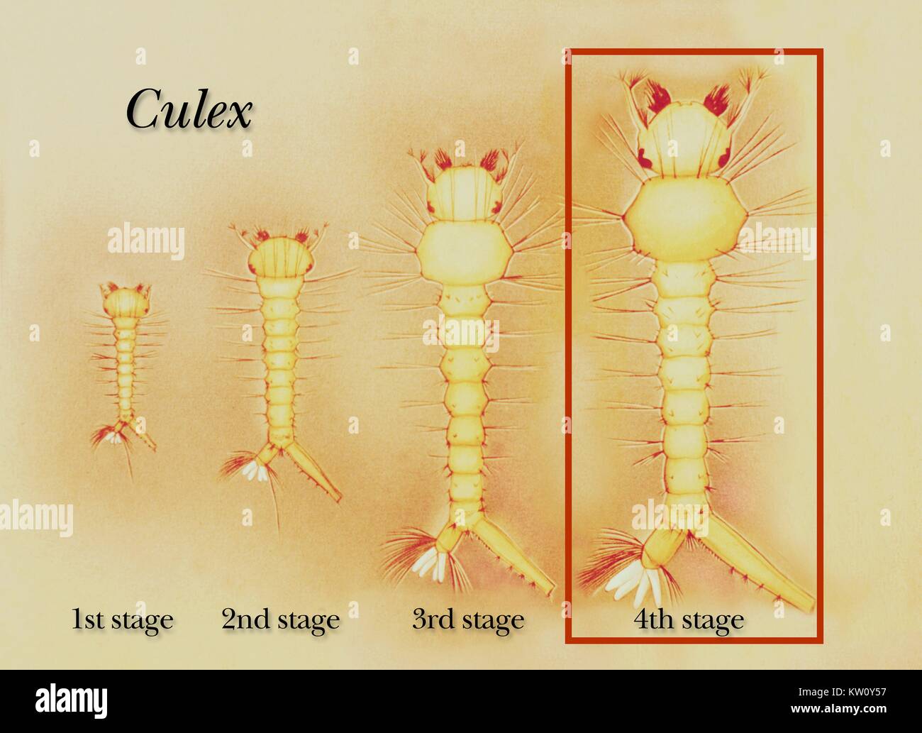 Illustration of the first, second, third and fourth growth stages of a Culex mosquito larva. There are four growth stages, or instars, in the development of the Culex mosquito larva. 'Instar' is a term used to designate a stage in the metamorphosis experienced by insect nymphs or larvae. Image courtesy CDC, 1975. Stock Photo