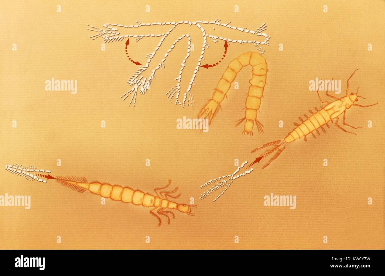 Illustration of other aquatic insect larvae illustrating different types of movement in their aqueous environment. Mosquito larvae are not propelled by appendages, as are the aquatic insects shown, nor do they move with rhythmic, undulating motions characteristic of many aquatic insect larvae. Image courtesy CDC, 1975. Stock Photo