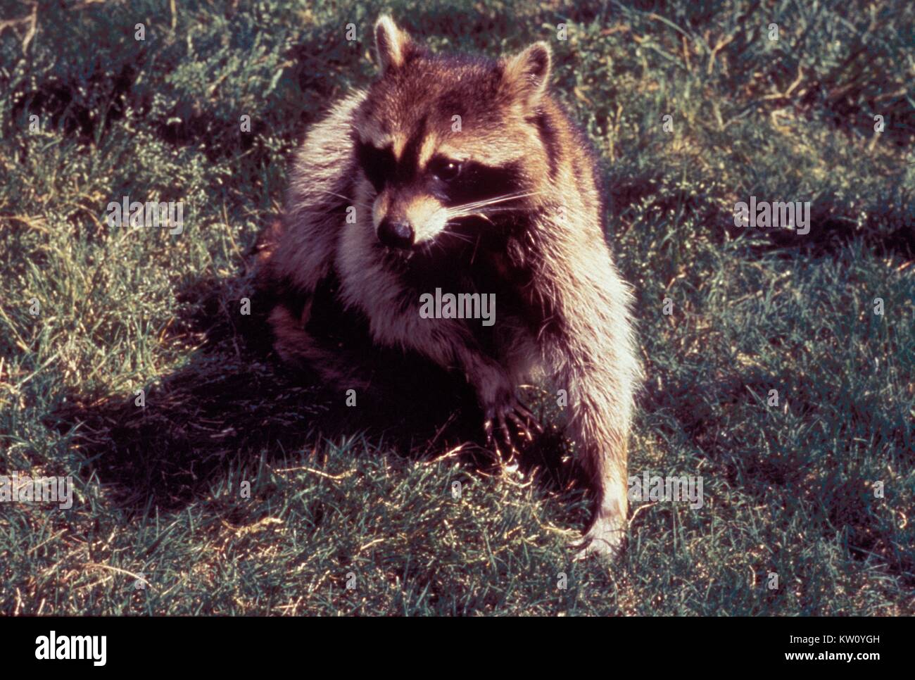 Can Raccoons Give Dogs Rabies